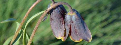 Kütahya’da doğa büyüledi: Simav Dağı’nda ters laleler açtı