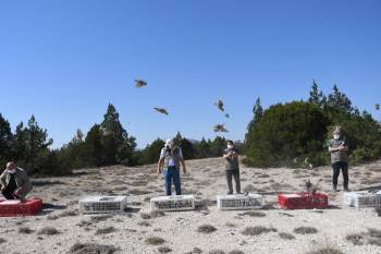 Kütahya’Da Doğaya Kınalı Keklik Salındı

