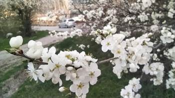 Kütahya’Da Erik Ve Baden Ağaçları Çiçek Açtı
