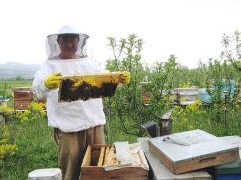 Kütahya’Da Geçen Yıl 236 Ton Bal Üretildi
