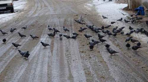 Kütahya'da görenlerin yüreğini sızlatan manzara