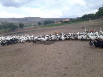 Kütahya’Da Kaz Üreticiliği Hızla Artıyor
