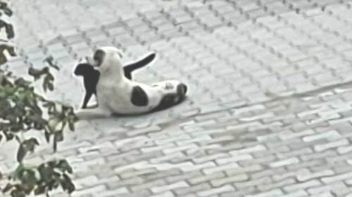 Kütahya’da kedi ve köpeğin yürek ısıtan arkadaşlığı