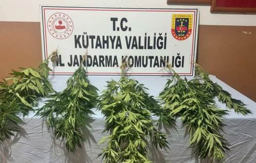 Kütahya’da kenevir operasyonu: 2 gözaltı