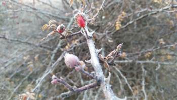 Kütahya’Da Kırağı Güzelliği
