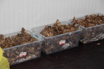 Kütahya’Da Kızılkuyruklu Kayın Tartılı İle Mücadele Çalışmalarına Başlandı
