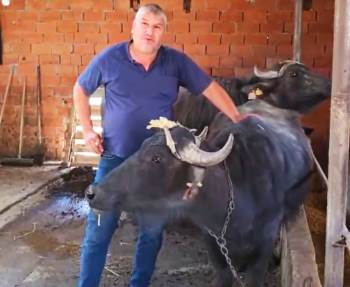 Kütahya’Da Köylere Manda Desteği
