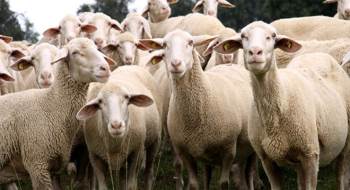 Kütahya’Da Küçükbaş Hayvan Sayısı 483 Bin 676
