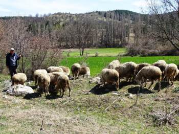 Kütahya’Da Küçükbaş Hayvan Sayısı 487 Bin 954
