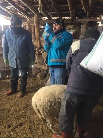 Kütahya’Da Küçükbaş Hayvanlara Çiçek Aşısı
