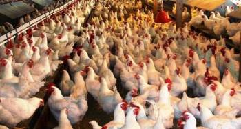 Kütahya’Da Kümes Hayvanı Sayısı Yüzde 7,7 Azaldı
