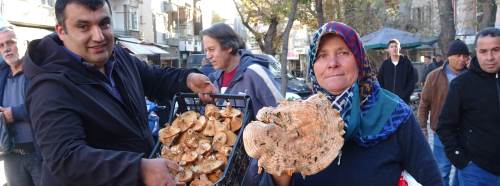 Kütahya’da melki mantarı bolluğu fiyatları düşürdü!