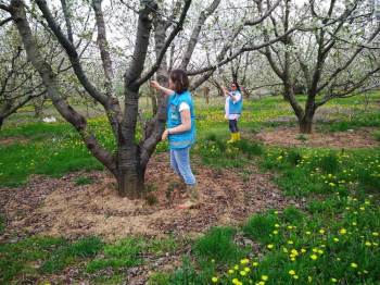 Kütahya’Da Meyve Bahçelerinde Monilya Hastalığı Survey Çalışmaları
