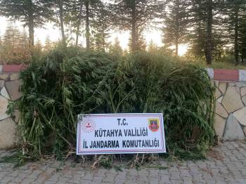 Kütahya’Da Mısır Tarlasında 101 Kök Hint Keneviri Ele Geçirildi. 1 Kişi Tutuklandı
