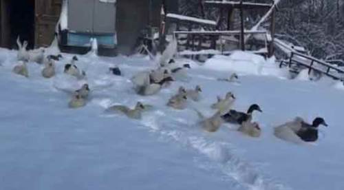 Kütahya'da onların bu sevincini gören gülümsemeden edemiyor