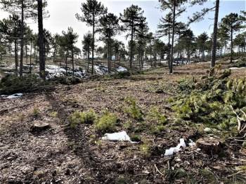 Kütahya’Da Ormanlara Silvikültürel Müdahaleler
