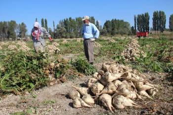 Kütahya’Da Pancar Hasadı Başladı
