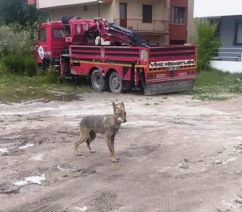 Kütahya’Da Şehir Merkezine İnen Kurt Paniğe Neden Oldu

