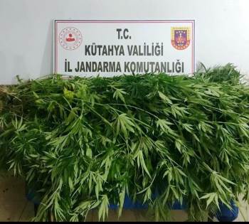Kütahya’Da Serada 18 Kök Hint Keneviri Ele Geçirildi

