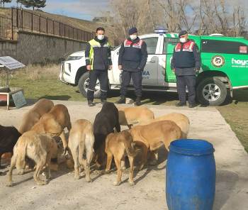 Kütahya’Da Sokak Hayvanları Unutulmadı
