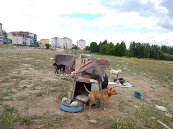 Kütahya’Da Tehlike Arz Eden Yasaklı 5 Köpeğe El Konuldu
