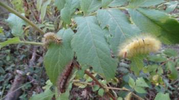 Kütahya’Da Tırtıl İstilası
