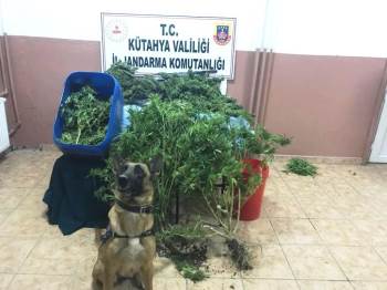 Kütahya’Da Uyuşturucu Operasyonu
