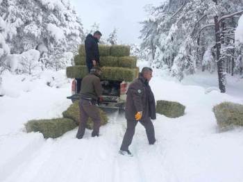 Kütahya’Da Yaban Hayvanları İçin Doğaya Yem Bırakılıyor
