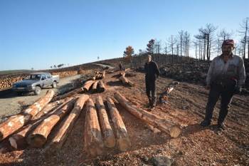 Kütahya’Da Yanan Ormanlık Alanlar Tekrar Yeşerecek
