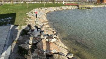 Kütahya’Da Yedigöller 100. Yıl Kültür Parkı’Na Kaz Bırakıldı
