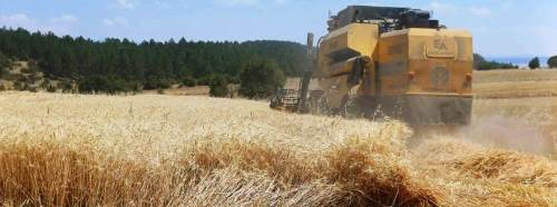 Kütahya’da yerli ve milli arpa ile buğday çeşitleri hasat edildi