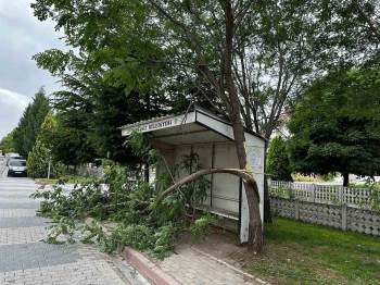 Kütahya'daki şiddetli rüzgar dalları kırdı!