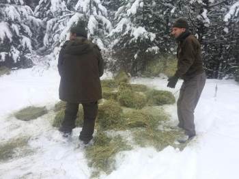 Kütahya Dkmp’Den Yaban Hayvanları İçin Yemleme Çalışması
