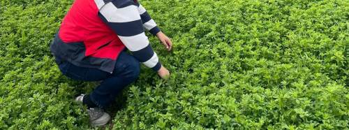 Kütahya Emet’te yonca üretimine sıkı denetim