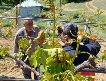 Kütahya İlçelerinde Zirai Don Olayı Nedeniyle Zarar Tespit Çalışmaları
