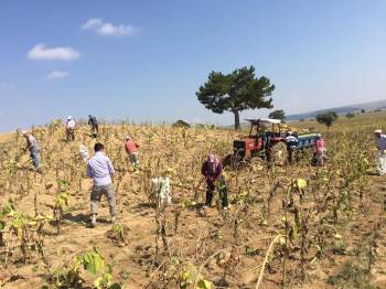 Kütahya’Nın En Verimli Topraklarında Ayçiçek Bereketi
