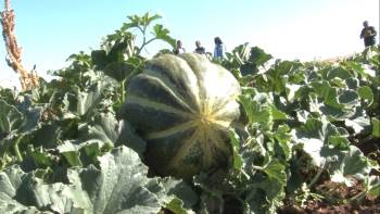 Kütahya’Nın Meşhur ’Terziler Kavunu’ İçin Coğrafi İşaret Tescili Başvurusu
