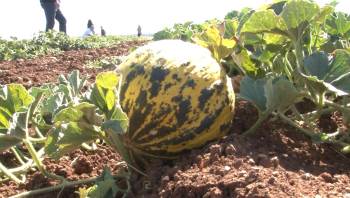 Kütahya’Nın Meşhur ’Terziler Kavunu’ Tezgahlardaki Yerini Aldı
