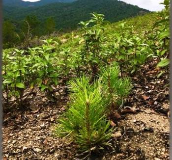 Kütahya Orman Bölge Müdürlüğü’Nden Ağaçlandırma Çalışmaları
