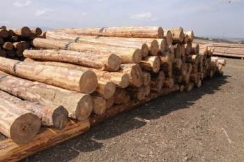 Kütahya Orman Bölge Müdürlüğünde E - Satış Uygulaması
