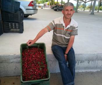 Kütahya Vişne Üretiminde Türkiye Üçüncüsü
