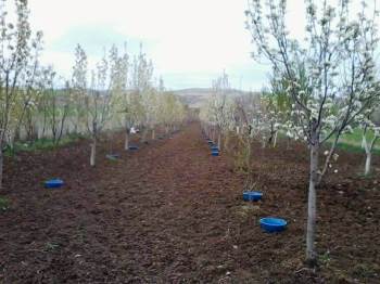 Kütahyalı Meyve Üreticilerine ’Bakla Zınnı’ Böceği Zararlısıyla Mücadele Uyarısı
