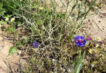 Kütahyalı Üreticilere ’Pamuk Dikenli Kurdu’ Uyarısı
