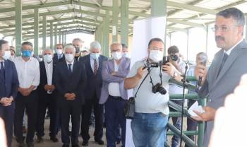 Kütahyalı Üreticilere Damızlık Koç
