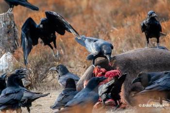 Kuzgunlar Böyle Görüntülendi

