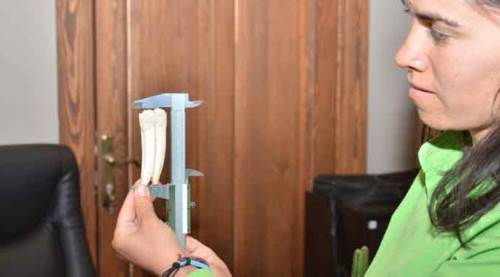 Kuzu otlatırken öyle bir şey buldu ki...