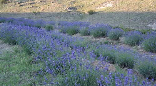 Lavantalar çiçek açtı