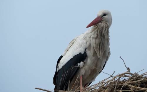 Leylek görmek şans getirir mi? Ne anlama gelir? 