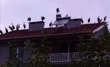 Leylekler Çatılarda Göç Molası Verdi
