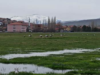 Leylekler Göç Yolunda Mahmut Köyünde Konakladı
